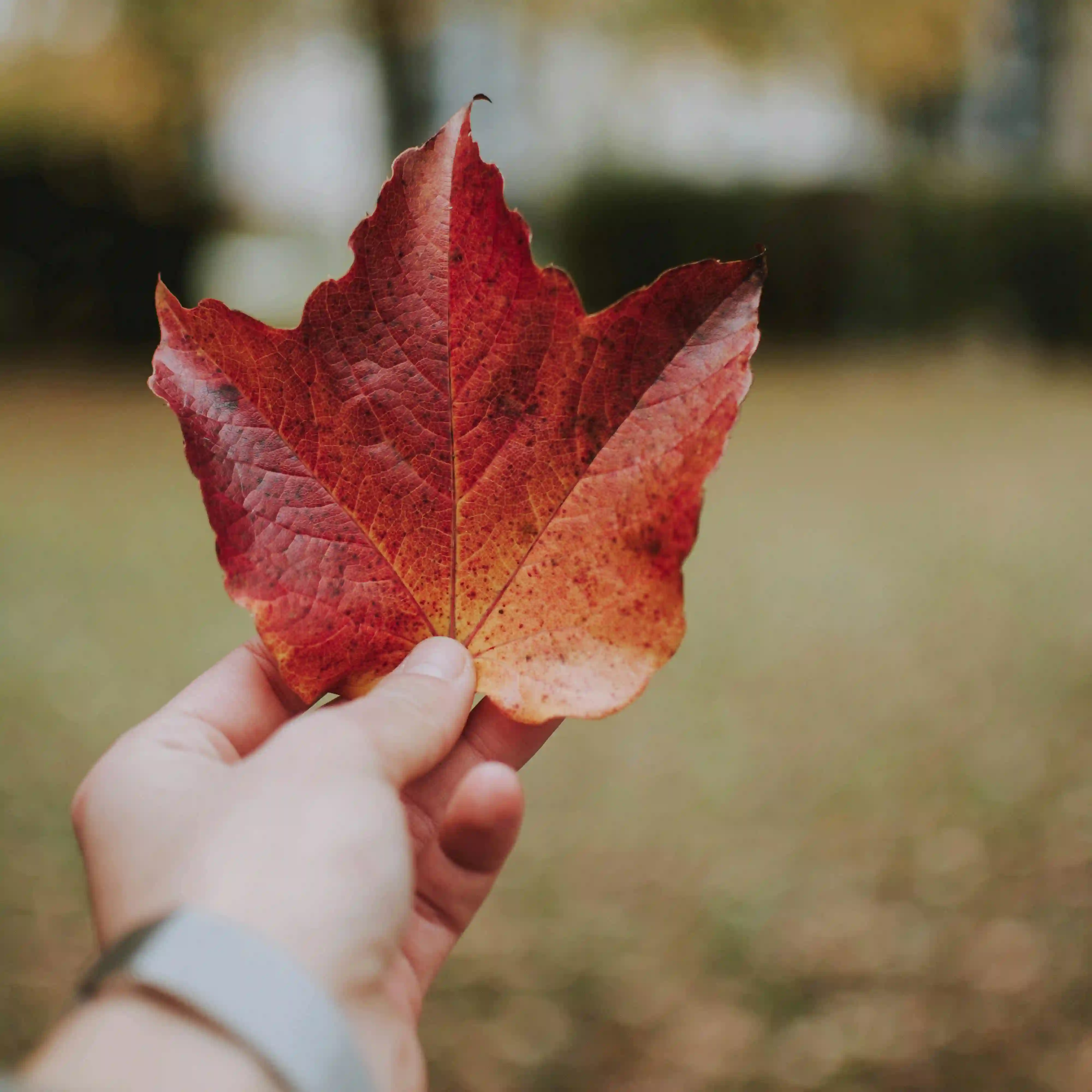 canadian-leaf
